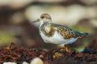 Ruddy turnstone foraging among washed up seaweed on the shore of Hudson Bay Art Print